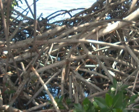 PAL: Sailboat Stock Footage 349288