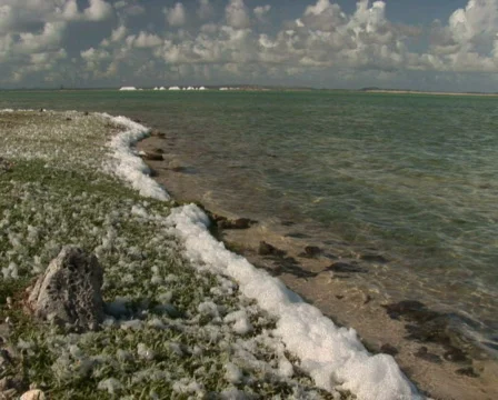 PAL: Salt  Stock Footage 355622