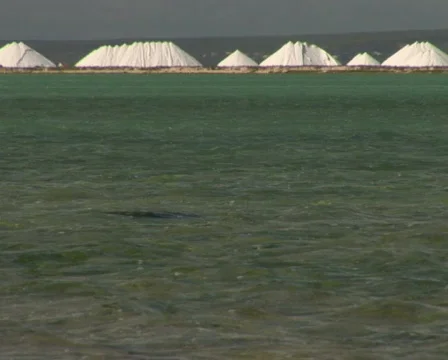 PAL: Salt  Stock Footage 355625