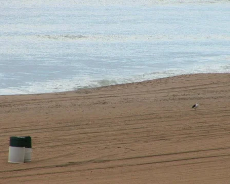 PAL: seagulls empty beach Stock Footage 153760