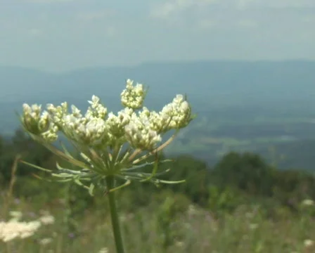 PAL: Shenandoah Mountains Stock Footage 153659