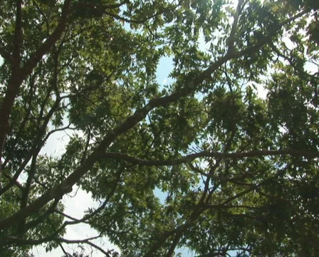 PAL: Shenandoah Mountains Stock Footage 153682