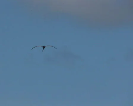 PAL: tracking pelican Stock Footage 349282