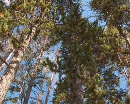 PAL: Tree - low angle Stock Footage 154099