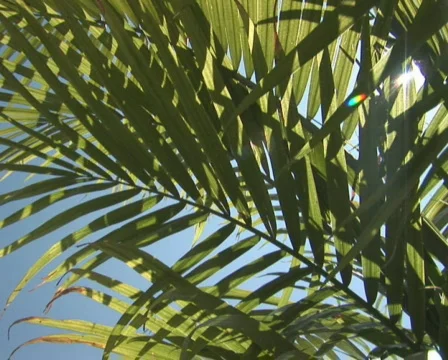 PAL: Tree - low angle Stock Footage 302839