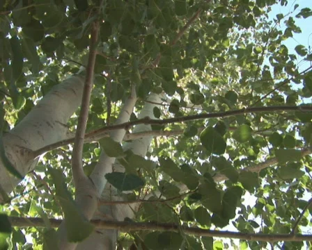 PAL: Tree - low angle Stock Footage 302841