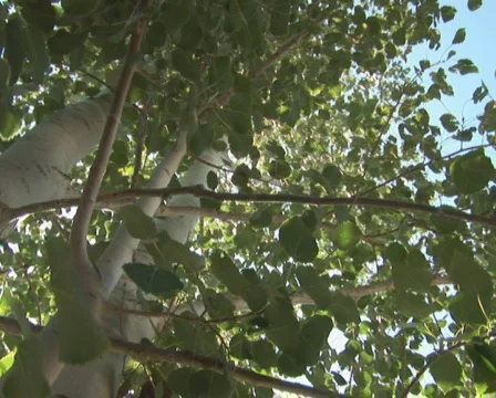 PAL: Tree - low angle Stock Footage 302842