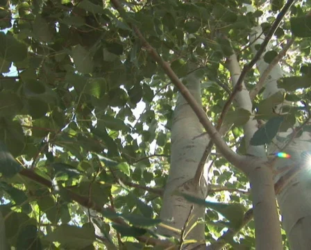 PAL: Tree - low angle Stock Footage 302843