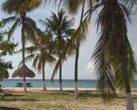 PAL: Tropical beach Stock Footage 355734