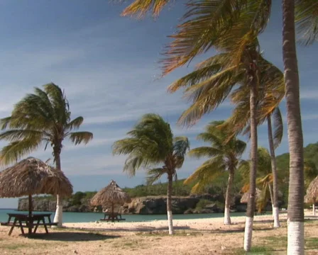 PAL: Tropical beach Stock Footage 355736