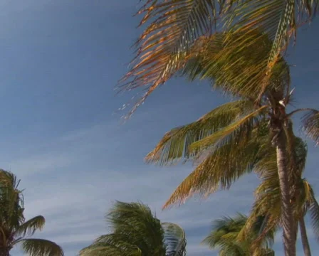 PAL: Tropical beach Stock Footage 355738
