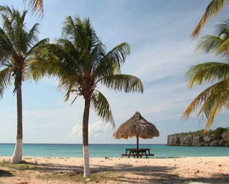 PAL: Tropical beach Stock Footage 355739