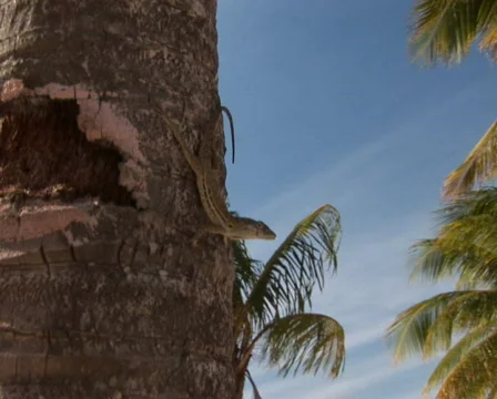 PAL: Tropical beach Stock Footage 355741