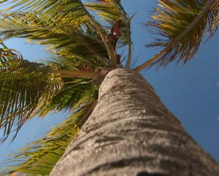 PAL: Tropical beach Stock Footage 355745