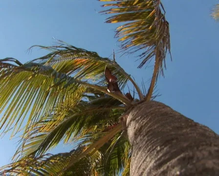 PAL: Tropical beach Stock Footage 355747