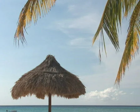 PAL: Tropical beach Stock Footage 355753