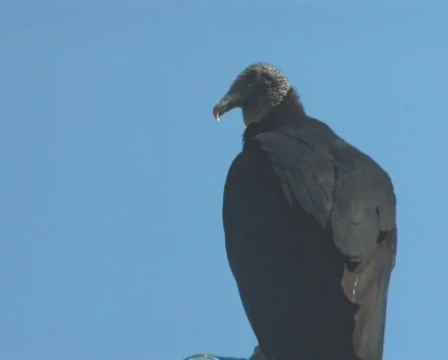 PAL: Vulture Stock Footage 671045