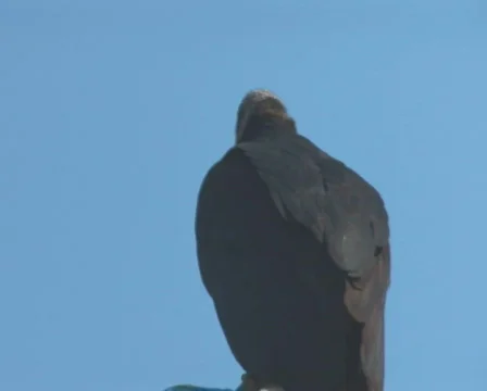 PAL: Vulture Stock Footage 671048