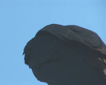 PAL: Vulture Stock Footage 671051