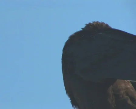 PAL: Vulture Stock Footage 671053