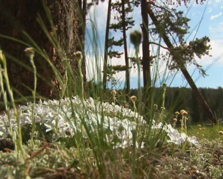 PAL: White flower - low angle Stock Footage 154103