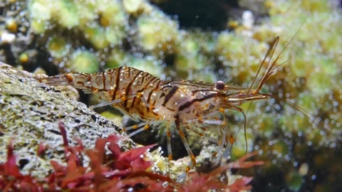 Palaemon elegans (rockpool shrimp) underwater Stock Footage 122122344