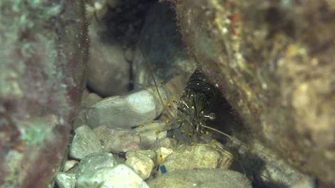 Palaemon elegans sometimes known by the common name rockpool shrimp Video stock 94469008