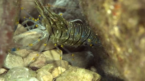 Palaemon elegans sometimes known by the common name rockpool shrimp Video stock 94469334