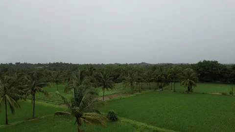 Palakkad Drone Shot Stock Footage 314284143