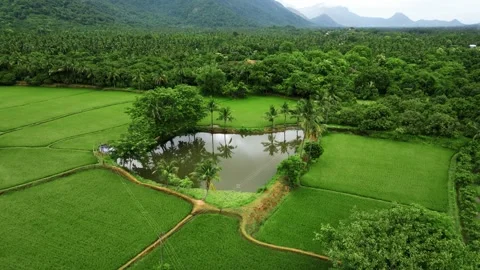 Palakkad Drone Shot Stock Footage 315065299