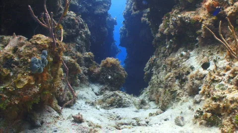Palancar coral formations Stock Footage 721763