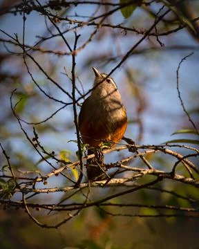 Palani laughingthrush in dappled light Stock Photos