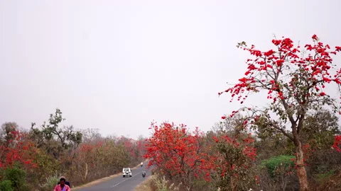 PALAS BUTEA MONOSPORA FOREST ROAD SHOT Stock Footage 179386122