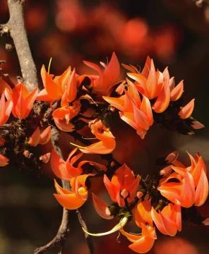 Palas a spring flower Stock Photos