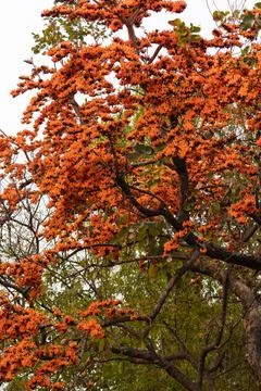 Palash flower Stock Photos