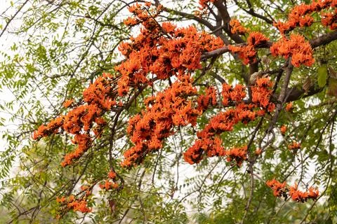 Palash flower Stock Photos