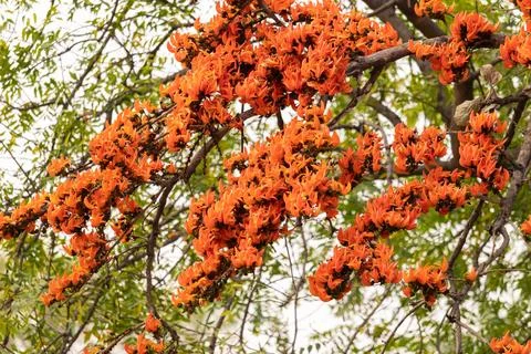 Palash flower Stock Photos