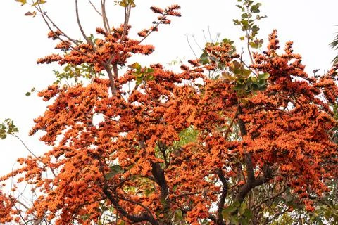 Palash flower Stock Photos