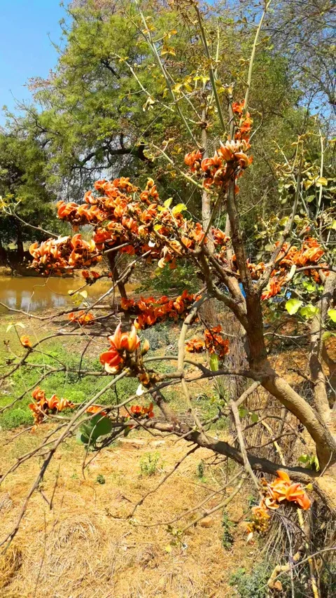 Palash Stock Footage 127636107