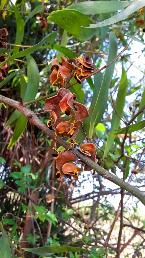 Palash fruit ear rings shaped Stock Footage 127680867