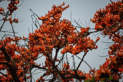 The palash is known as the 'Flame of Forest.' Stock Photos
