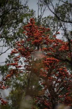 The Palash Tree is a deciduous tree with an elegant canopy of compound leav.. Foto stock