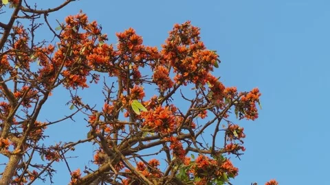 Palash Tree with Flowers and Young Seed Pods Stock Footage 333376277
