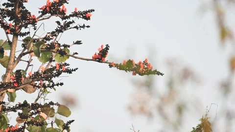 A Palash tree is seen in full bloom. Stock Footage 337684541