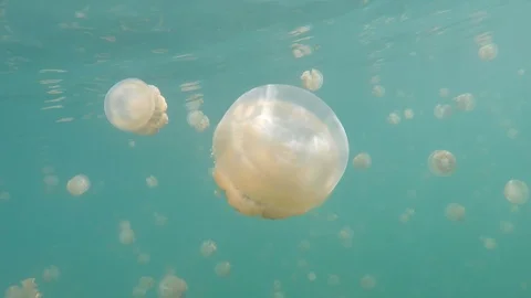 Palau Jellyfish Video stock 122368632