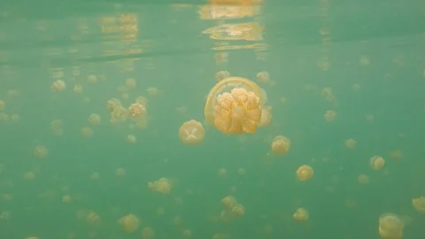 Palau Jellyfish Video stock 122427876