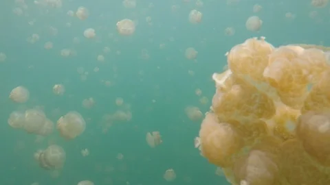 Palau Jellyfish Video stock 122520113