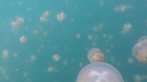 Palau Jellyfish Video stock 122527947