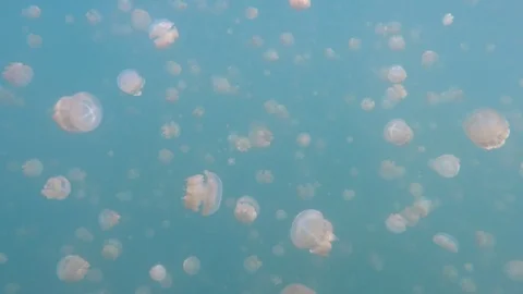 Palau Jellyfish Video stock 122553682