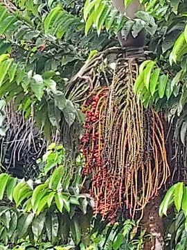 Palau Trees with fruit Stock Photos